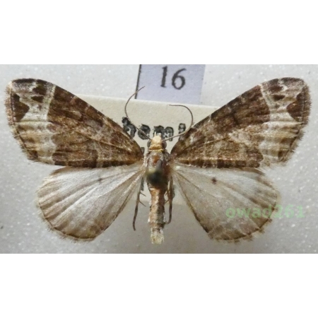 Ecliptopera capitata (Herrich-Schäffer, 1839) Czech16